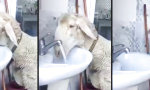Lustiges Video : Durstiges Schaf