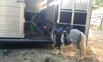 Movie : Miniatur Jockey