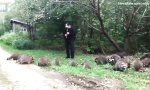 Funny Video : Der Waschbärenfänger von Hameln