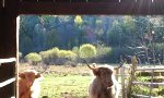 Lustiges Video - Frühstück ist fertig!