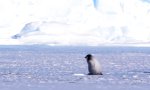 Movie : Klassenausflug mit dem Pinguin-Lehrer