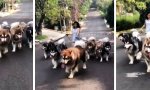 Ein Rudel Alaskan Malamute läuft um den Block