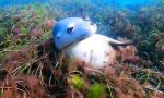 Lustiges Video : Seelöwe kuschelt sich ins Seegras
