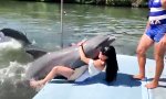 “Überfreundlicher” Delfin
