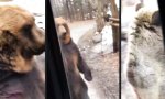 Lustiges Video : Kommt ein Bär vorbeispaziert
