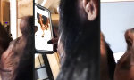 Movie : Social-Monkey-Media