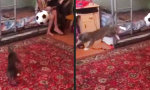 Lustiges Video : Boden-Luft-Katze