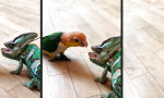 Funny Video : Komischer neuer Freund