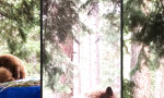 Lustiges Video - Gebrüder Braunbär