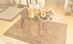 Bantha Hund