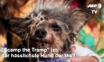 Der hässlichste Hund der Welt