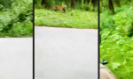 Movie : Mit dem Roller durch ein indisches Wäldchen