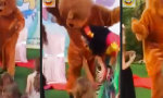 Lustiges Video - Das war hoffentlich keine Absicht!