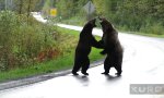 Movie : Wenn Grizzlies aneinander geraten