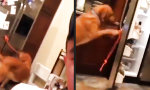 Lustiges Video : Good Boy!