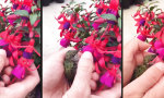 Lustiges Video - Kolibri aufpeppeln