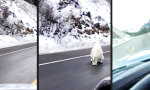 Movie : Pelzige Bergziehen im Gegenverkehr