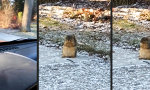 Lustiges Video - Winterspeck: Check!