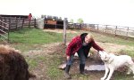 Funny Video : Kein Schweineritt heute!