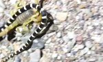 Lustiges Video - Scorpion mit schickem Accessoire