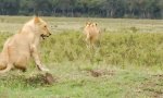 Lustiges Video - 4 Löwen vs 1Mungo