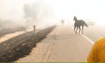 Lustiges Video - Pferd mit Prioritäten