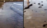 Funny Video : Da hat doch einer geschummelt