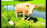 Lustiges Video : Eine Kuh bittet um Hilfe