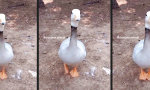 Funny Video - Wenn die Gans tanzt