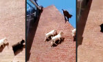 Funny Video - Nichts ist unmöglich
