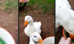Lustiges Video : Zwei Enten vs Erbsenschüssel