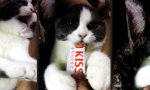 Funny Video : So hält man die Katze still