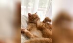 Movie : Katze vs Pfote