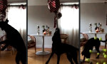 Pinata für den Hund