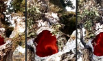 Funny Video - Pizza aus dem Baum-Ofen gefällig?