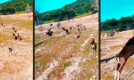 Funny Video : Keinen “Bock” auf Drohnen