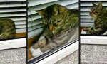 Lustiges Video - Halbe Katze am Fenster