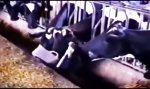 Funny Video - Eigennütziger Revolutionär