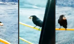 Movie : Krähe spielt das Cookie Monster