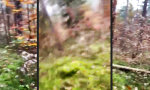 Lustiges Video : Im Unterholz fast umgeholzt