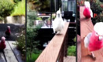 Lustiges Video - Elegant auf dem Laufsteg