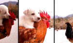 Movie : Heute gibt’s Cock-Dog