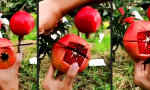 Funny Video - Granatapfel richtig anschneiden