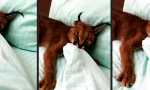 Movie : Guten Morgen “kleine” Miezekatze