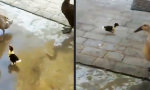 Lustiges Video : Küken macht auf große Feder