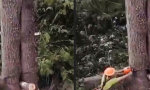 Funny Video : Baumfällen aus dringlichem Grund