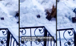 Funny Video : Überraschung im Schneehaufen