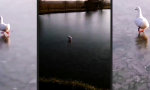 Lustiges Video : Michael Duckson