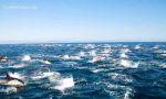 Movie : DanaPoint Ocean Stampede 2021