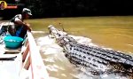 Funny Video - Niedliches Kuscheltier